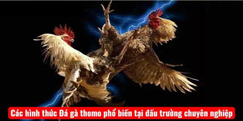 Các hình thức Đá gà thomo phổ biến tại đấu trường chuyên nghiệp