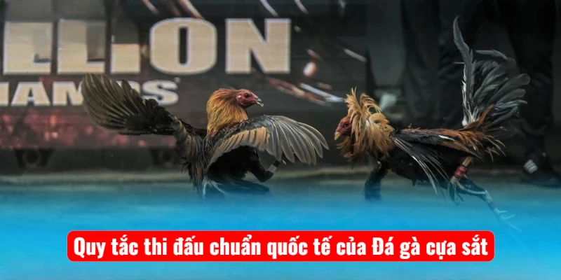 Quy tắc thi đấu chuẩn quốc tế của Đá gà cựa sắt